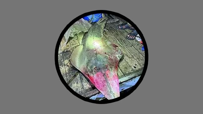 মাছ ধরার অভিযোগে ৫ বাংলাদেশিকে জেলেকে আটক করল বিএসএফ