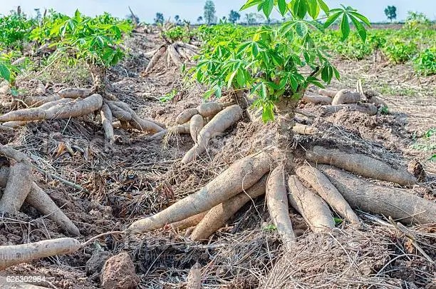 কাসাভা চাষের জন্য উজাড় হচ্ছে পার্বত্য চট্টগ্রামের বনাঞ্চল, হুমকির মুখে জীববৈচিত্র্য