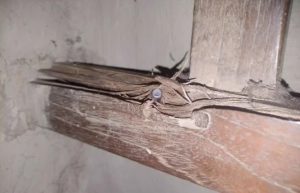 রাঙামাটিতে দুই আঞ্চলিক সশস্ত্র দলের সন্ত্রাসীদের গোলাগুলি, এলাকায় আতঙ্ক