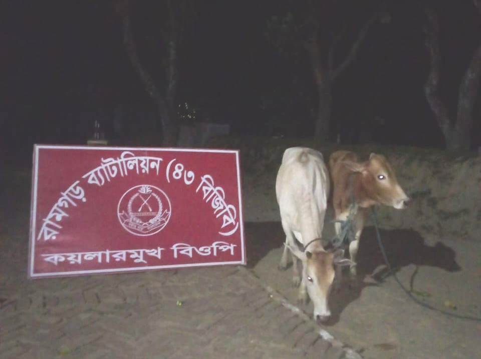 সীমান্তে ৪৩ বিজিবির অভিযানে ৪টি ভারতীয় গরু জব্দ
