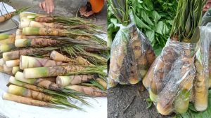 নিষেধাজ্ঞার তোয়াক্কা না করে পাহাড়ে বাঁশ কোড়ল বিক্রির হিড়িক, হুঁমকিতে বন ও হাতি