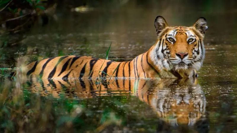 সুন্দরবনে বেড়েছে বাঘের সংখ্যা