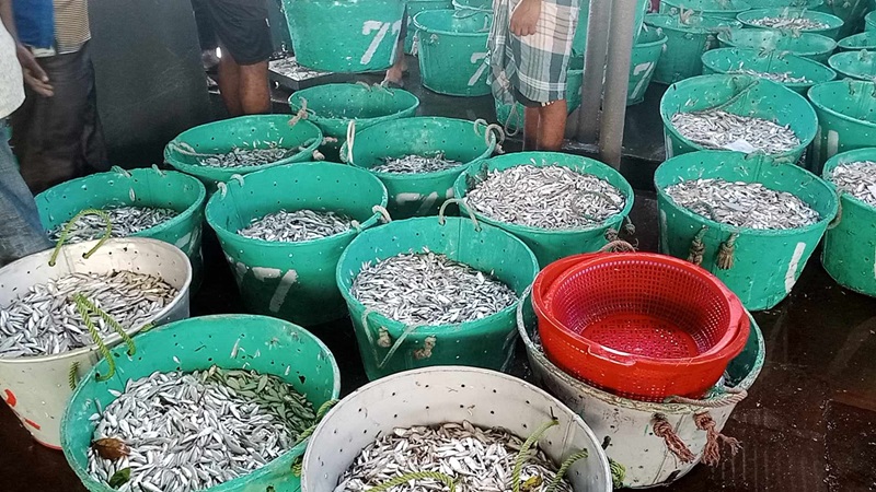 কাপ্তাই হ্রদে মৎস্য আহরণ: ১৫ দিনে ২ কোটি টাকার রাজস্ব আদায়