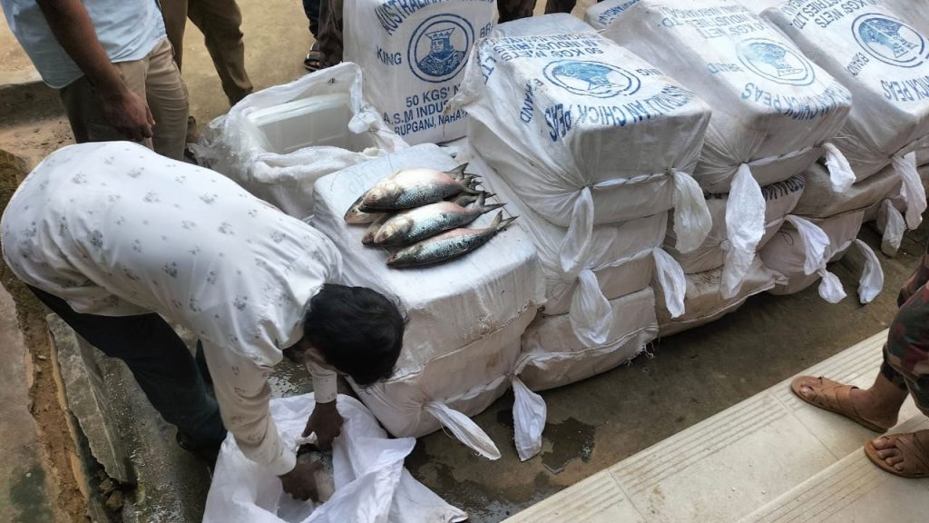 ভারতে পাচারের সময় কুমিল্লায় ৬২০ কেজি ইলিশ জব্দ করল বিজিবি