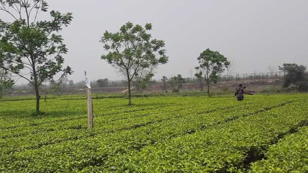 ঠাকুরগাঁও সীমান্ত এখন মানবপাচারের হটস্পট