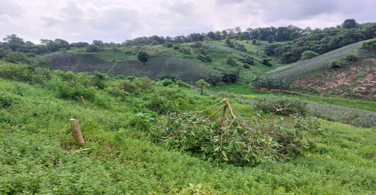 খাগড়াছড়ির গুইমারায় নয় শতাধিক ফলন্ত আমগাছ কেটে ফেলার অভিযোগ