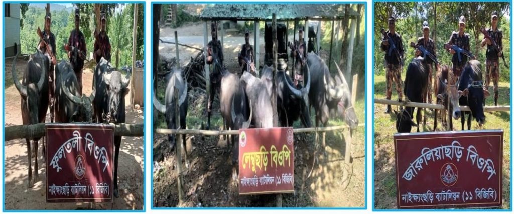 নাইক্ষ্যংছড়ি সীমান্তে বিজিবির অভিযানে ১১টি বার্মিজ গবাদিপশু আটক