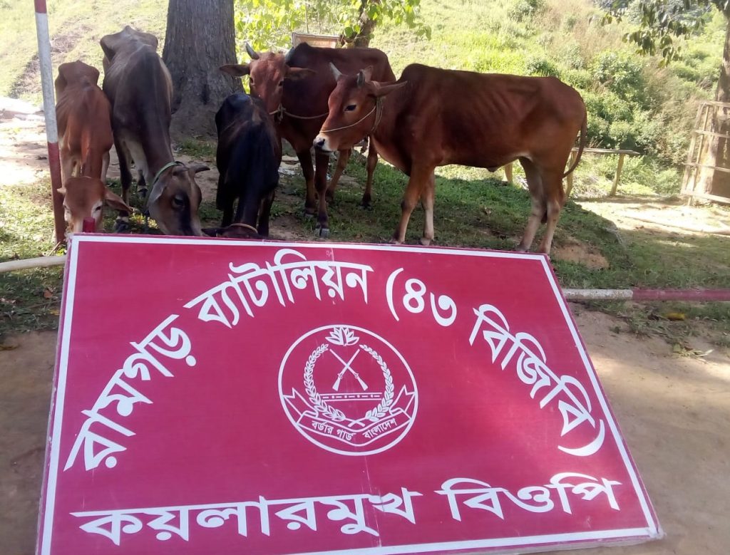 সীমান্ত দিয়ে অবৈধ পথে ভারত থেকে আনা ৫টি গরু আটক করল বিজিবি