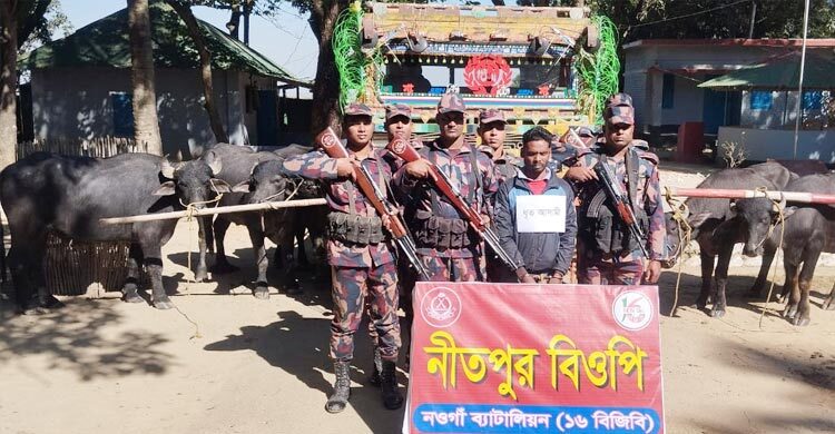 ভারত থেকে আনা ছয় মহিষসহ চোরাকারবারি আটক