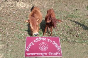 বিজিবির রামগড় জোনের পৃথক অভিযানে ৩৪ বোতল মদ ও ভারতীয় গরু উদ্ধার