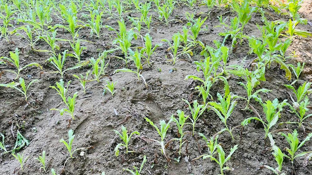বান্দরবানের দুর্গম পাহাড়ে পপি চাষ, ধ্বংস করল বিজিবি