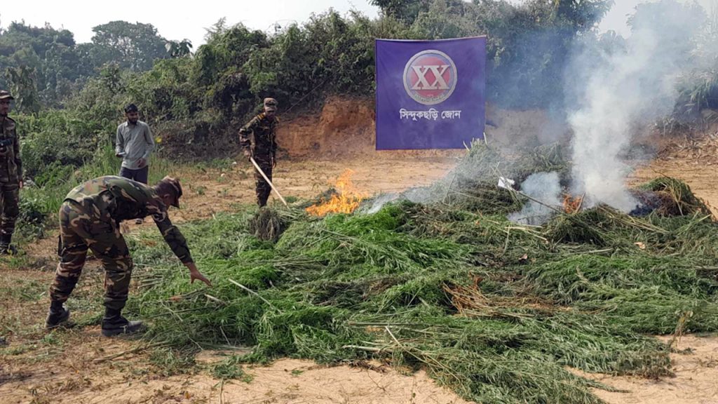 দুর্গম পাহাড়ে দুই একর জায়গাজুড়ে গাঁজা চাষ, ধ্বংস করলো সেনাবাহিনী