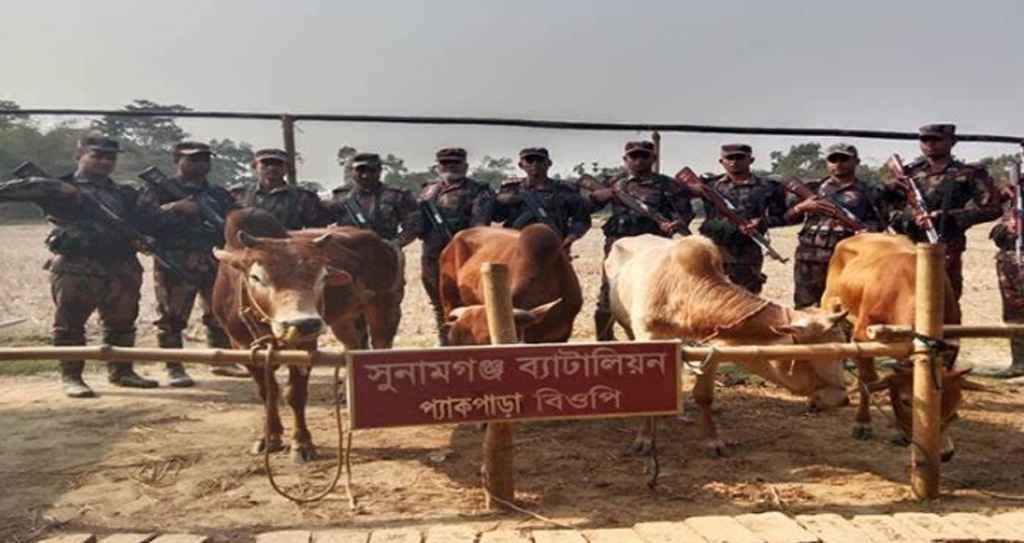 বিজিবির অভিযানে ৭ লক্ষাধিক টাকার ভারতীয় গরু জব্দ