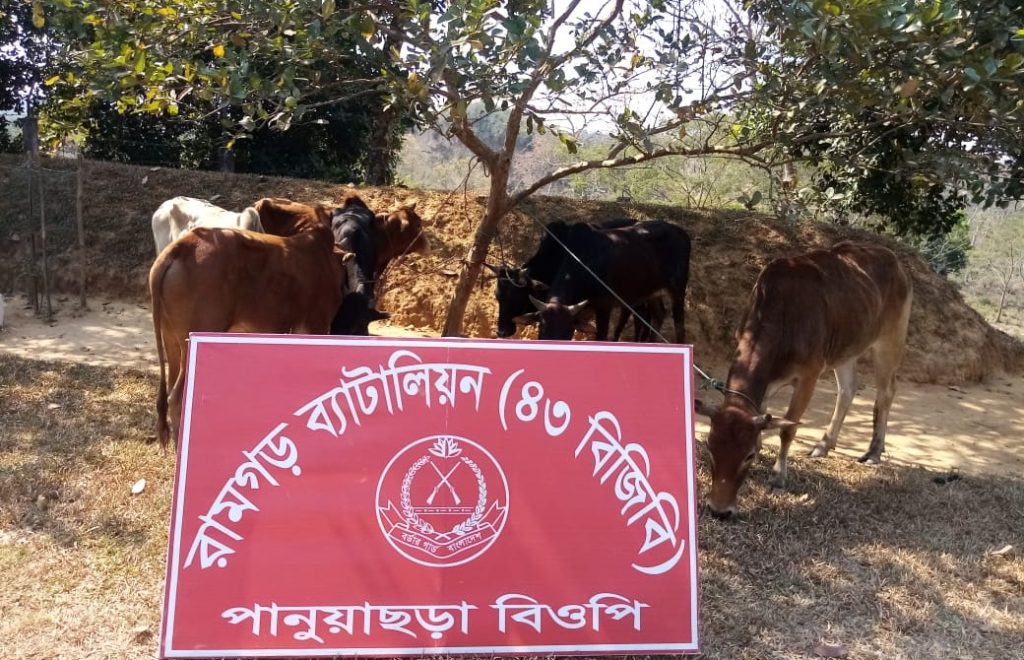 সীমান্তে বিজিবি কর্তৃক ৭টি ভারতীয় গরু আটক