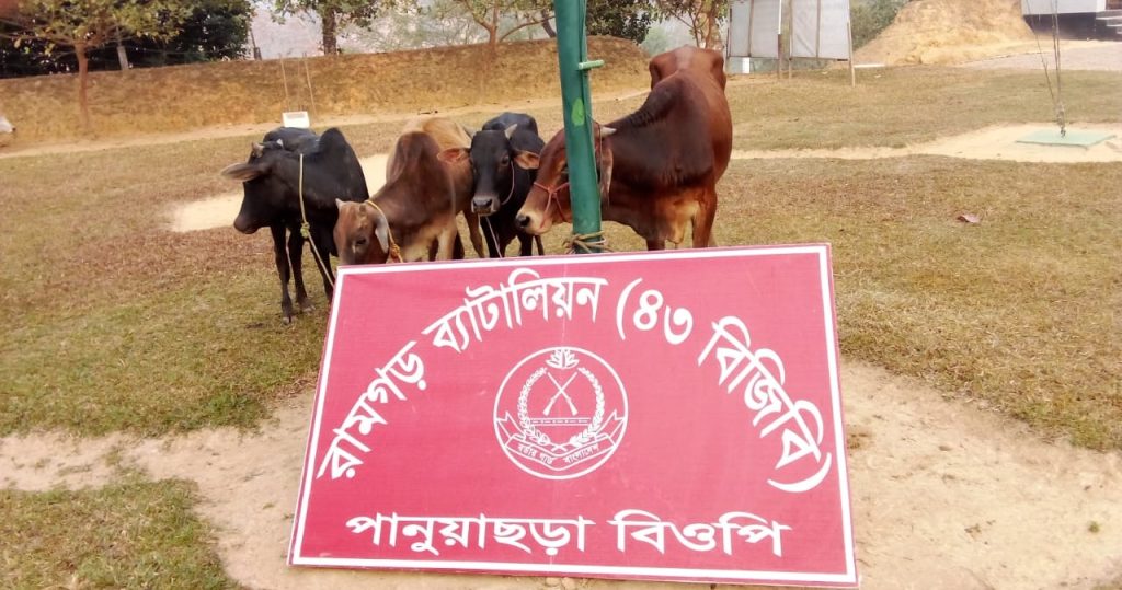 জোরারগঞ্জে ৪৩ বিজিবি কর্তৃক ৪টি ভারতীয় গরু আটক