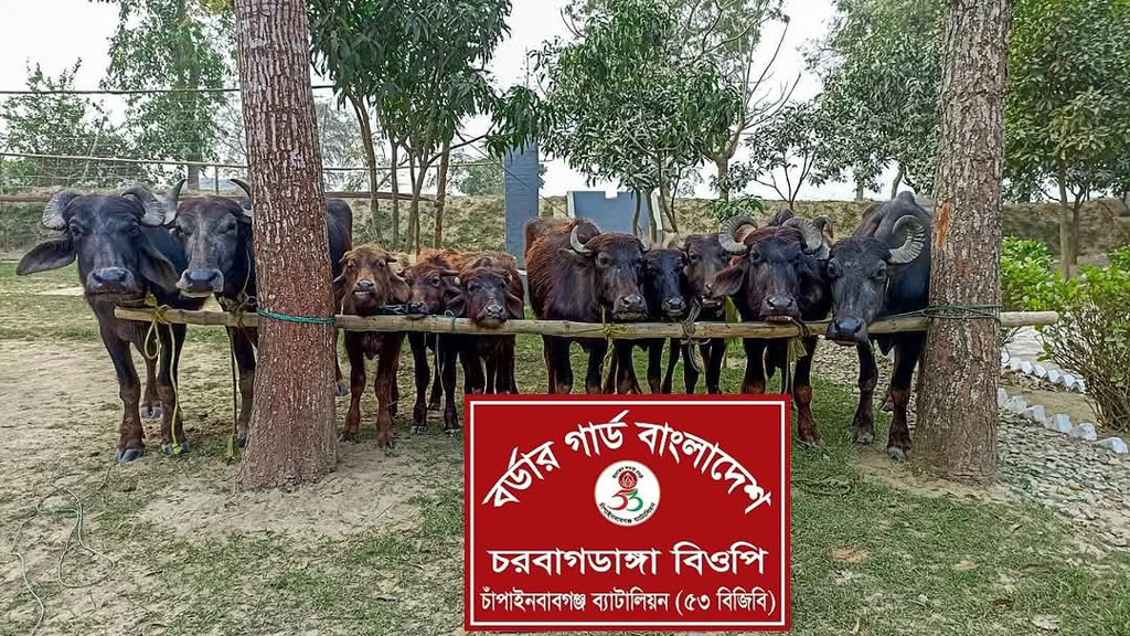 চোরাই পথে আসা ভারতীয় ১০ মহিষ জব্দ