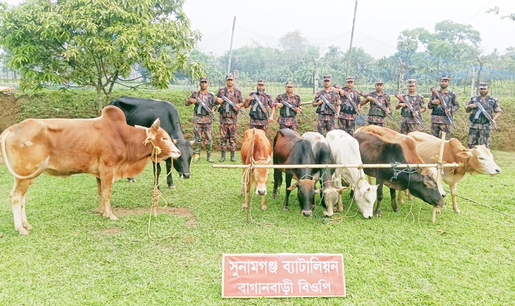 সুনামগঞ্জ সীমান্তে ৯টি ভারতীয় গরু জব্দ