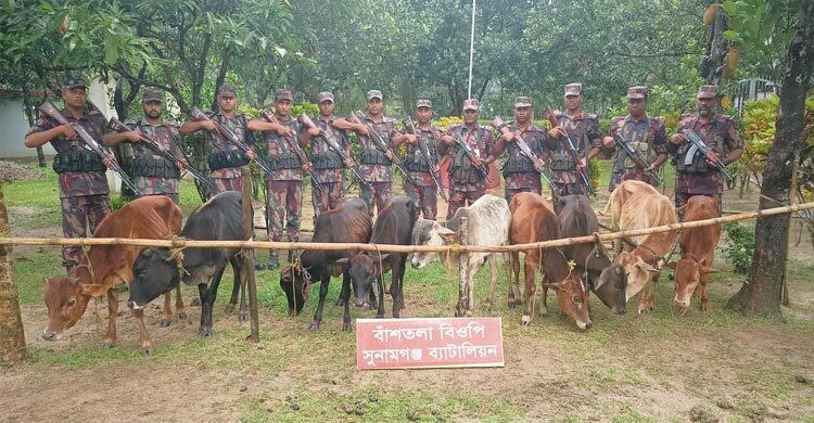 সুনামগঞ্জ সীমান্তে ভারতীয় ৯ গরু আটক করল বিজিবি