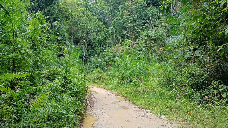 বড়লেখায় সীমান্ত পথে ১০ রোহিঙ্গাকে পুশইন করল বিএসএফ