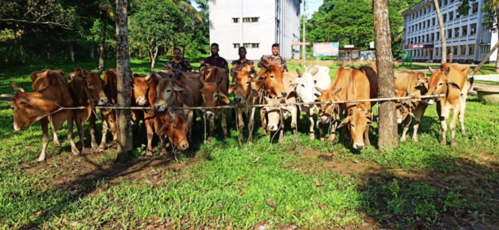 নাইক্ষ্যংছড়িতে বিজিবির অভিযানে ১৫টি বার্মিজ গরু আটক