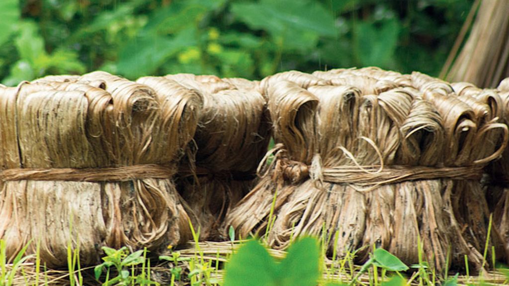 বাংলাদেশের পাটপণ্য আমদানিতে নতুন বিধিনিষেধ জারি করল ভারত
