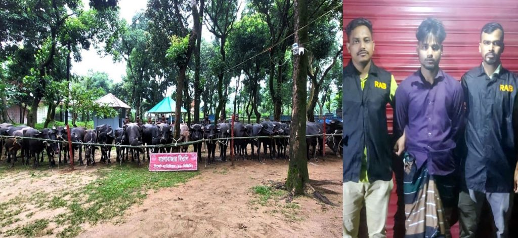 সীমান্তে চোরাকারবারিদের হামলায় বিজিবি সদস্য আহত, ২ কোটি টাকার গরু-মহিষ জব্দ