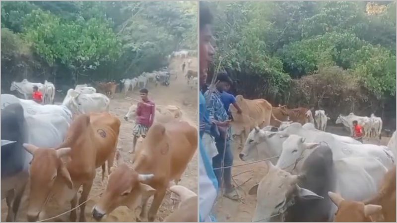 চোরাচালানবিরোধী অভিযানের জবাবে এবার সীমান্তরক্ষী বাহিনীকে টার্গেট করছে শাহীন চক্র