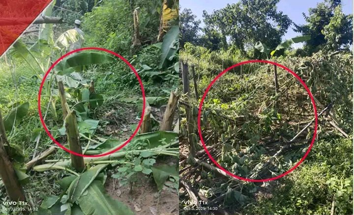 মানিকছড়িতে ইউপিডিএফ সন্ত্রাসীদের ধ্বংসযজ্ঞে ক্ষতিগ্রস্ত বাঙালি কৃষকের ৫ একর জমি