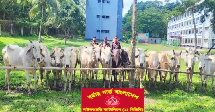 বান্দরবানের নাইক্ষ্যংছড়িতে বিজিবির অভিযানে ১৫ বার্মিজ গরু জব্দ
