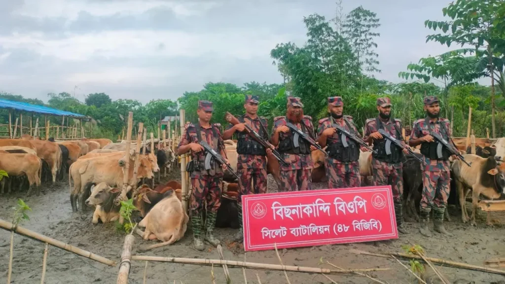 সিলেট সীমান্ত থেকে ২৭৯ ভারতীয় গরু ও মহিষ আটক