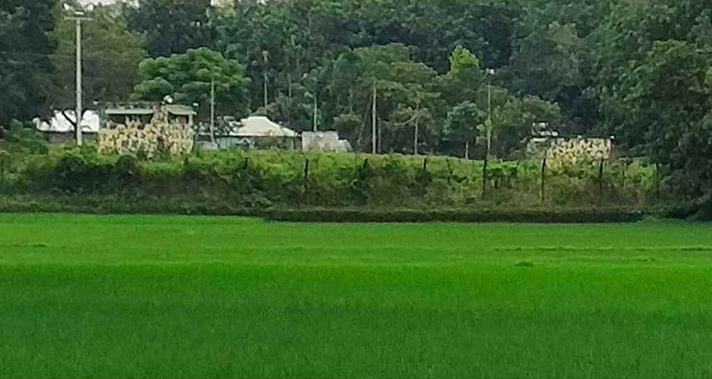 ফেনীর পরশুরামের রাঙ্গামাটিয়া সীমান্তে সীমান্তে ঢুকে ৫ গরু নিয়ে গেল বিএসএফ