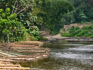 বন বিভাগের গাফিলতি: সেনা অভিযানে উদ্ধারকৃত কাঠ রাতের আঁধারে সরিয়ে নিল ইউপিডিএফ সন্ত্রাসীরা