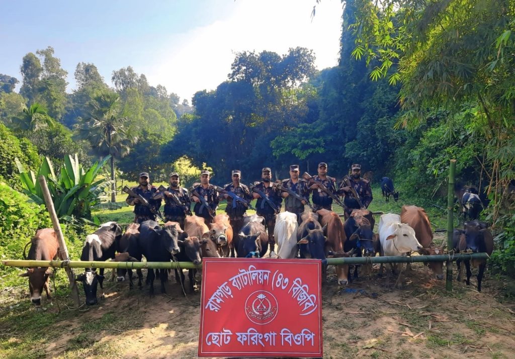 মিরসরাইয়ের ছোট ফরিংগা সীমান্তে ৪৩ বিজিবির অভিযানে ৩১টি ভারতীয় গরু আটক
