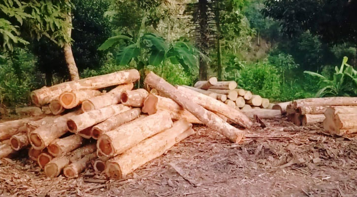 মানিকছড়িতে টিপি অপব্যবহার করে কাঠ পাচার: সেনা অভিযানে ৩০০ ঘনফুট অবৈধ কাঠ উদ্ধার