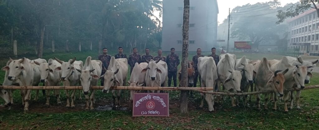 নাইক্ষ্যংছড়ির দুর্গম সীমান্তবর্তী এলাকায় বিজিবির অভিযান: ১৫টি বার্মিজ গরু জব্দ
