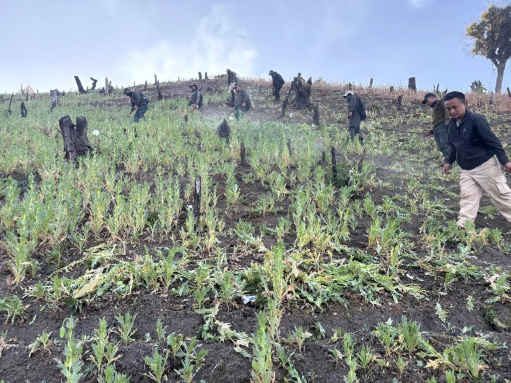 ভারতের মণিপুরে অবৈধ মাদকচক্রে বড় ধাক্কা, ৩৫ একর অবৈধ আফিম খেত ধ্বংস