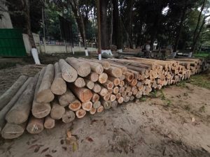 বান্দরবানে সেনাবাহিনীর অভিযানে কোটি টাকার অবৈধ কাঠ জব্দ