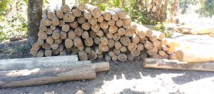 ইউপিডিএফ সংশ্লিষ্ট কাঠ পাচারচক্রের তৎপরতা রুখে দিল সেনাবাহিনী, সাড়ে ৬ লাখ টাকার কাঠ জব্দ