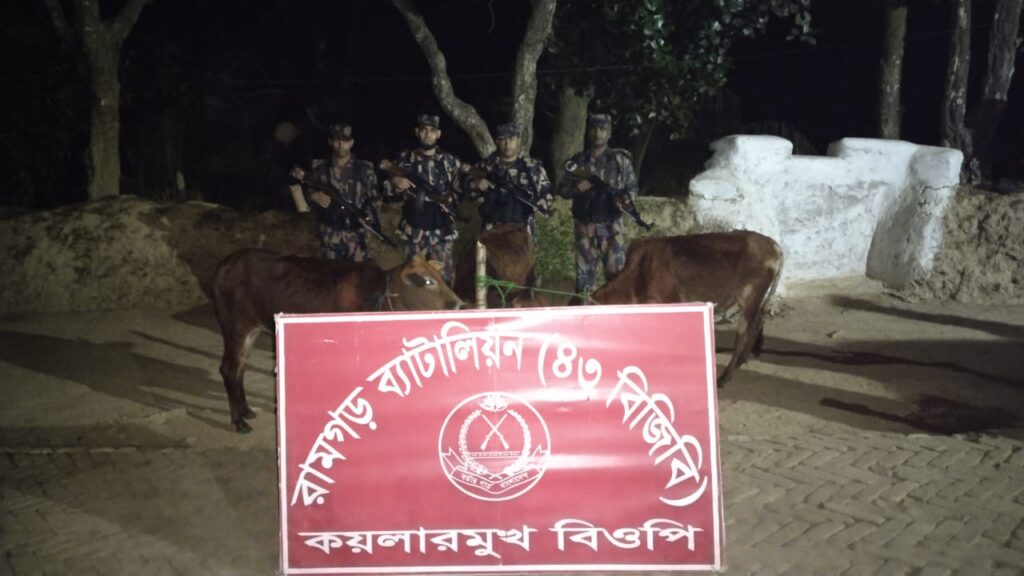 বিজিবির রামগড় ব্যাটালিয়নের কয়লারমুখ বিওপি’র অভিযানে তিনটি ভারতীয় গরু আটক