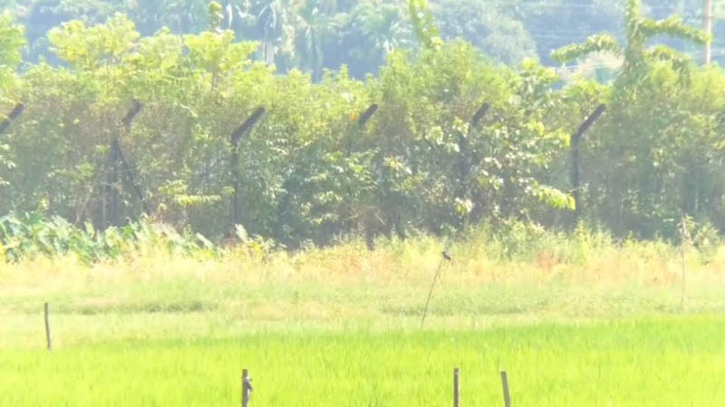 ব্রাহ্মণবাড়িয়া সীমান্তে বিএসএফের হাতে বাংলাদেশি যুবক আটক