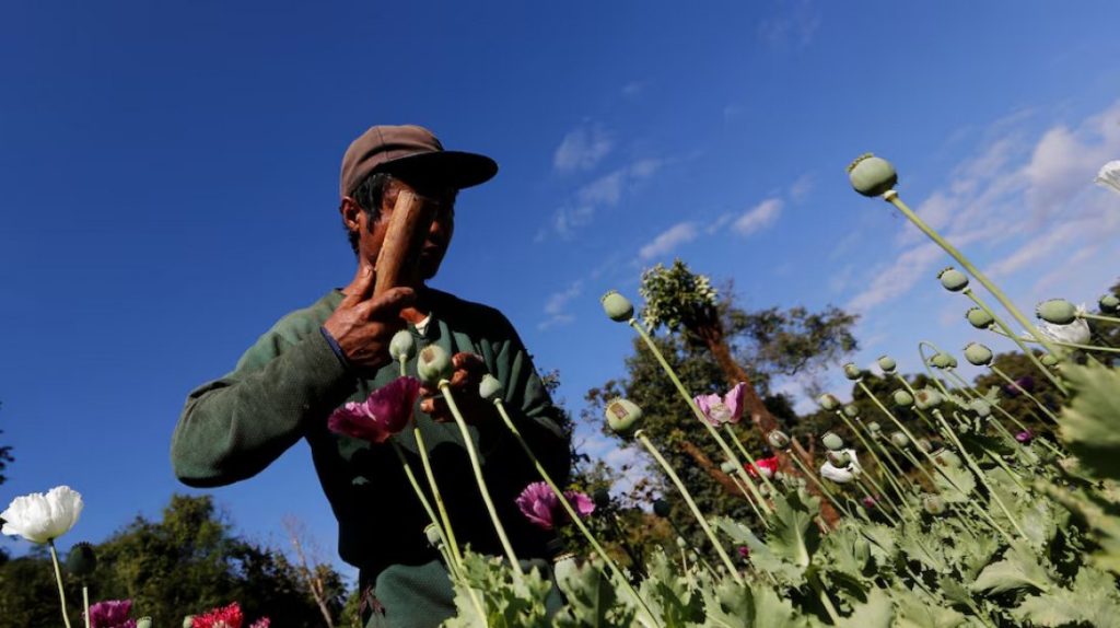 মিয়ানমারে আশঙ্কাজনকভাবে বাড়ছে আফিম উৎপাদন
