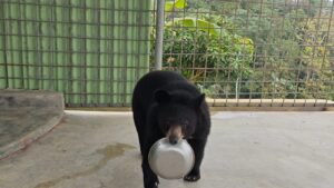 খাগড়াছড়িতে বনবিভাগের হাতে তিনটি বন্যপ্রাণী তুলে দিলেন প্রাণিপ্রেমী নবদ্বীপ চাকমা