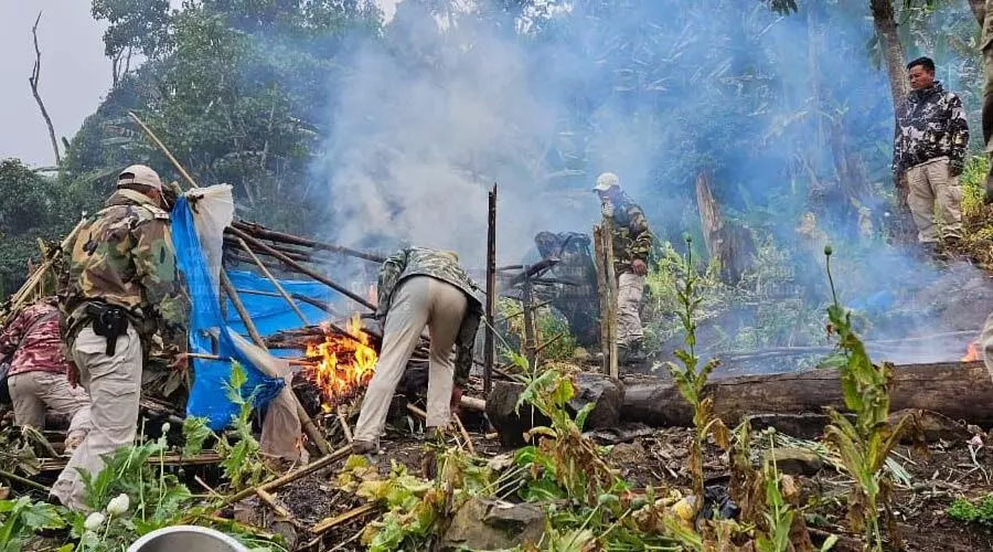 মণিপুরে মাদকবিরোধী অভিযানে ৩০৬ একরের বেশি অবৈধ পপি চাষ ধ্বংস