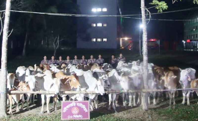 নাইক্ষ্যংছড়ি সীমান্তে বিজিবির চোরাচালানবিরোধী অভিযানে ৪২টি বার্মিজ গরু উদ্ধার