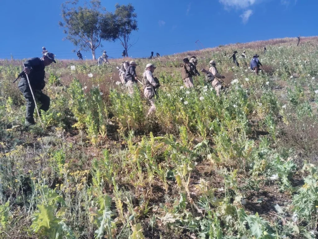 মণিপুরে অবৈধ আফিম চাষের বিরুদ্ধে অভিযান, দুই জেলায় প্রায় ৯৫ একর জমির আফিম ধ্বংস