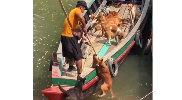 রাঙামাটির কুকুর পাচার হচ্ছে মিজোরামে, ১০-১২ হাজার টাকায় বিনিময়