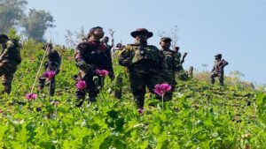 থানচিতে যৌথ বাহিনীর অভিযানে প্রায় ১১ কোটি টাকা মূল্যের ২৯ একর পপিক্ষেত ধ্বংস