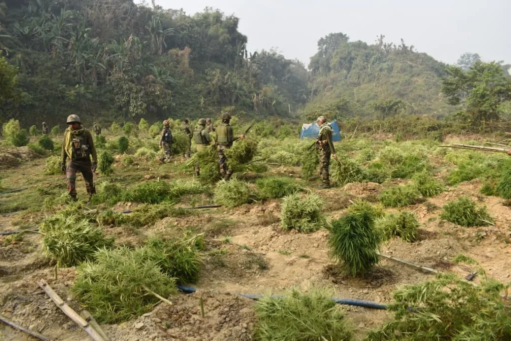 ত্রিপুরায় আসাম রাইফেলসের মাদকবিরোধী অভিযান: দেড় লাখের বেশি গাঁজার চারা ধ্বংস