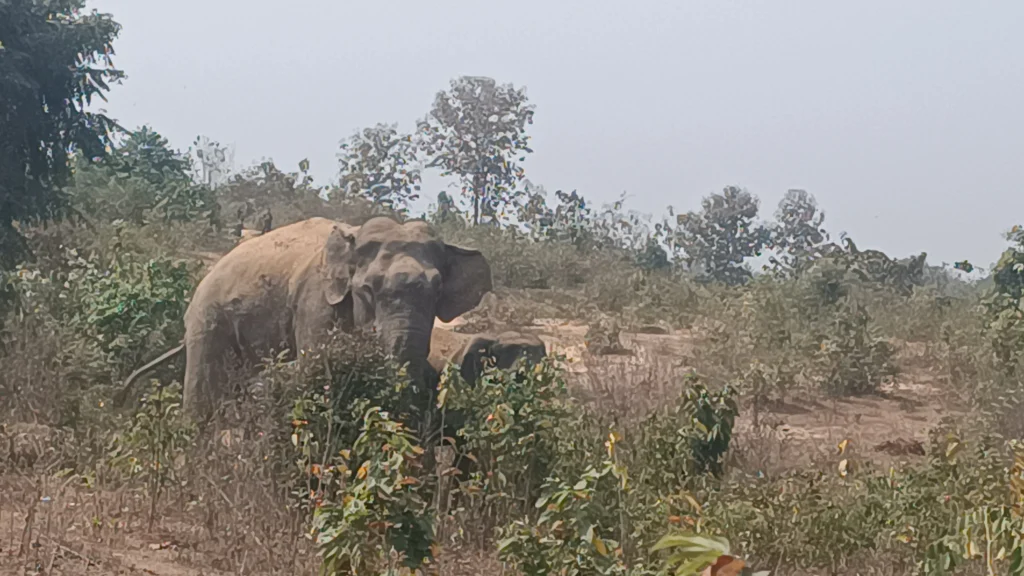 ৩৭ বিজিবির সহযোগিতায় অসুস্থ হাতিকে চিকিৎসা সেবা দিল রাঙামাটি উত্তর বনবিভাগ