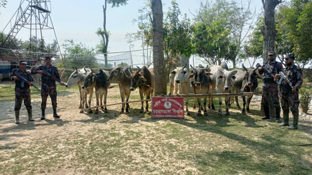 চাঁপাইনবাবগঞ্জ সীমান্তে ২২ লাখ টাকার ১০ ভারতীয় গরু জব্দ করল বিজিবি